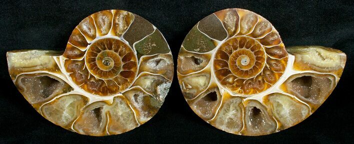 Cut & Polished Desmoceras Ammonite - #5393
